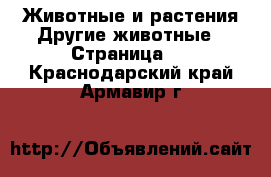 Животные и растения Другие животные - Страница 2 . Краснодарский край,Армавир г.